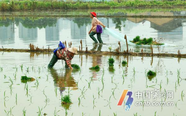 စပါးစိုက်တောင်သူတွေ အလုပ်ရှုပ်နေလိမ့်မယ်။